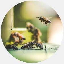 Leafarmclean venture is a ghanaian owned company registered under the environmental protection agency (epa) licensed as vector control company and specialized in disinfection, disinfestation (fumigati. Safekeep Pest Control Keeping North Georgia Pest Rodent Free