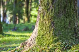 Serves warren, mi best of 2020 11 years in business. Mr Tree Care We Care For Your Trees