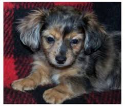 Black And Tan Chiweenie Long Hair Pin By Kari Norman On Aww Thats Cute Chiweenie Puppies Chiweenie Puppies