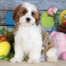 When you adopt one of our beautiful cavapoo or cavapoochon puppies, you are adopting from a breeder who looks forward to a relationship with you for many years to come. Max Cavapoo Puppy 634046 Puppyspot