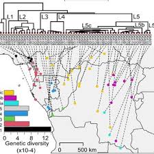 Image result for Staudtia kamerunensis