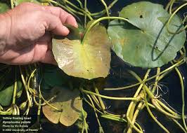 Image result for Nymphoides