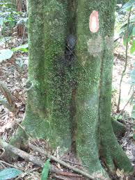 Image result for Eriocoelum