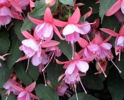 Fuchsia X Hybrida Fuchsia Hybrida Fuchsia Hanging Pots
