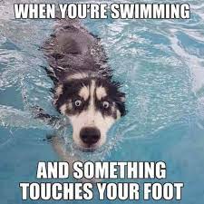 These funny animal memes are meant to brighten your day. 27 Funny Animal Memes To Make You Laugh Till You Drop Funzumo