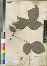 Image result for Agelaea pentagyna