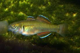 Image result for Hypselodelphys