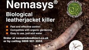 Maybe you would like to learn more about one of these? Applying Nemasys Leatherjacket Nematodes With A Hose End Feeder 100 Sqm Autumn Application Youtube