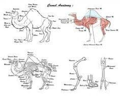 This is a unique feature, as most animals and humans have a heart located in their chest. Camel