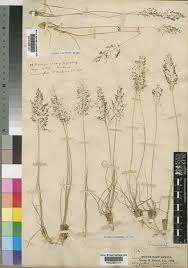 Image result for Sporobolus festivus