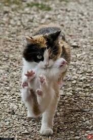 Good Mama Cats Cute Cats Cute Animals