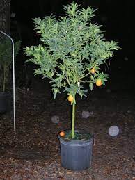 Will need protection when temperatures drop below 10c for watch out for mealybug, scale insects, aphids, and red spider mites. Red Limes Most Cold Hardy Limes For Zone 8 Ask The Green Genie