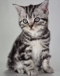 Black And Grey Tabby Kittens For Sale 25 Best Looking For Tabby Grey Tabby Cats And Kittens In 2020 Grey Tabby Cats Grey Tabby Kittens Tabby Cat Names