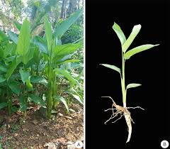 Image result for Maranta arundinacea