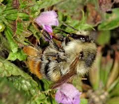 Image result for Bombus sylvarum