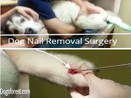 Therefore, regular nail clippers will compress a chihuahua's nail, causing pain, discomfort and potentially even splintering. Dog Nail Removal Surgery And Aftercare Dog Nail Care Dogsforest Com