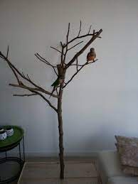 Parrot Forum View Topic Diy Foraging Tree Stand Diy Bird Toys Diy Bird Cage Tree Stand