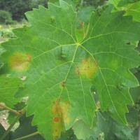 Image result for Pseudopeziza tracheiphila