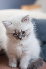 This Is A Little Girl Her Name Is Kreska Kitten Neva Masquerade Blue Tabby 2 Month Old Cats Cute Cats Kittens Cutest