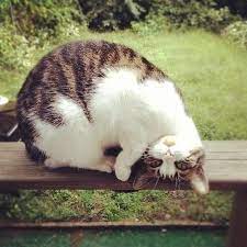 cute animals おしゃれまとめの人気アイデア pinterest kho 猫 表情 子猫 ねこ かわいい