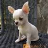 Terlepas dari ukurannya yang sangat kecil, mereka juga nampak sangat cantik, lucu serta mudah. 1