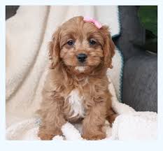 After the pups are born, i will be in contact with those at the beginning of my wait list and so on until. Rules Not To Follow About Cavapoo Puppies For Sale Dog Breed