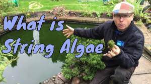 A weed is a plant considered undesirable in a particular situation, a plant in the wrong place. What Is String Algae Or What Is Blanket Weed Any Pond Limited Uk Youtube