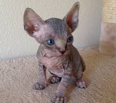 Scottish fold kittens catteries, conveniently located in los angels, california and new york. Sphynx Kittens Hairless Cat Adoption Odd Eyed Sphynx San Diego Ca