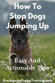 For some dogs, simply holding something in their mouth during a greeting sequence nixes jumping. How To Stop Dogs Jumping Up Easy And Actionable Tips Kaufmann S Puppy Training