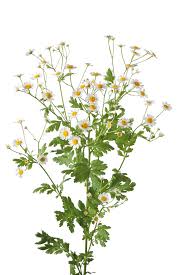 Image result for Tanacetum parthenium