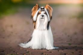 Here at vip puppies, we work directly with responsible dog breeders who. Biewer Terrier Puppies For Sale Greenfield Puppies