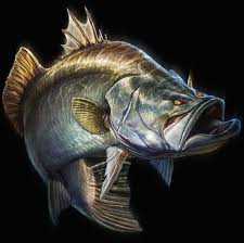 Fish Illustration By Tommy Kinnerup Barramundi Fish Illustration Fish Art Fish