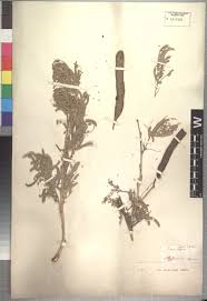 Image result for Spermacoce sphaerostigma