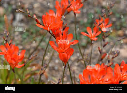 Image result for Tritonia