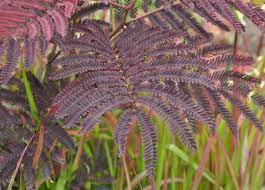 A spectacular new variety of silk tree comes from japan and is called summer chocolate®. Albizia Julibrissin Summer Chocolate Albizia Julibrissin Summer Chocolate Van Den Berk Baumschulen