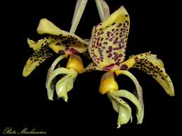 Birds Of Prey Flower Stanhopea Bird Of Prey Types Of Orchids Orchid Images Orchidaceae