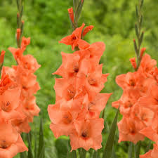Image result for Gladiolus pretoriensis