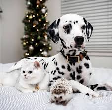 Gunaydin Good Morning Islakmurun Islakmurun Kopek Kedi Dog Cat Hooman Dogg Dog Language Cat Day Your Dog