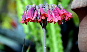 Propagating mother of thousands is very easy. Mother Of Thousands A Self Sowing Succulent Epic Gardening