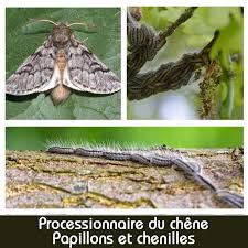 La processionnaire du chêne est une chenille largement répandue en europe et, d'après sa distribution actuelle, le climat wallon lui conviendrait parfaitement. Piege Contre Processionnaires Du Chene Avec Pheromones Longue Duree