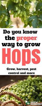 It Hit Me Why I Shouldn T Try To Grow Them Myself Therefore I Will Show You How To Grow Hops In Hops Plant Gardening For Beginners Organic Vegetable Garden