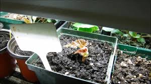 Apr 01, 2021 · place the tubers an inch (2.5 cm.) apart, hollow side up, in a shallow tray filled with moist potting mix and sand. How To Feed Tuberous Begonias What Types Of Plant Food To Feed Tuberous Begonias Youtube