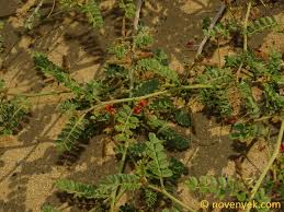 Image result for Indigofera colutea