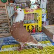 Burung yang juga dikenal sebagai merpati ini merupakan. Jual Burung Dara Kolongan Terlengkap Terbaik Harga Murah August 2021