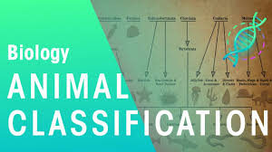 animal classification evolution biology fuseschool