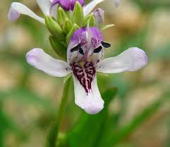 Image result for Justicia elegantula