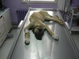 kopek genclik hastaligi distemper surmeli