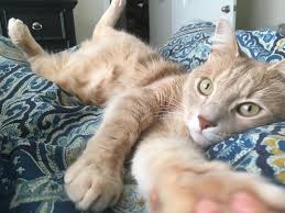 Check spelling or type a new query. This Cat Is Chonky The Fat Cat Online Shrine Lifting Humans From Despair Cnet