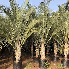 Image result for Dypsis decaryi