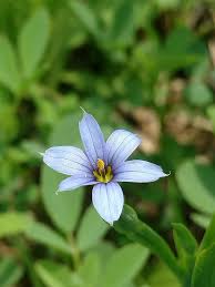 Image result for Rytigynia acuminatissima